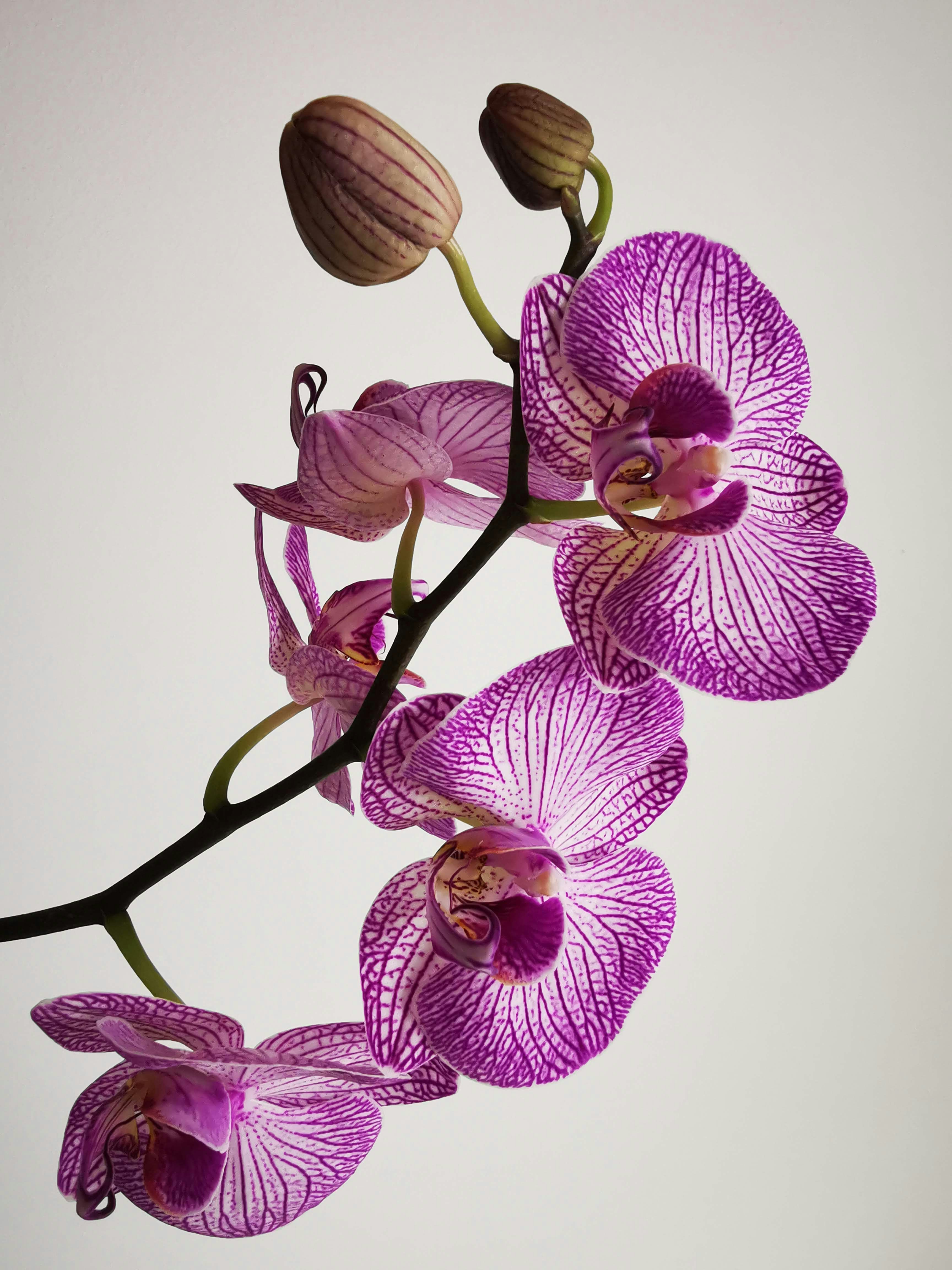 Orquídeas